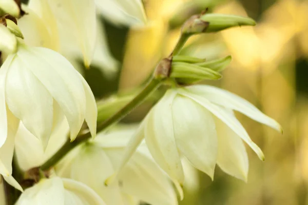 Фон білий Hesperoyucca квіти whipplei. Юкка гігантський Chaparral Юкка, Itabo, Дон Кіхот Юкка, Юкка Filamentosa — стокове фото