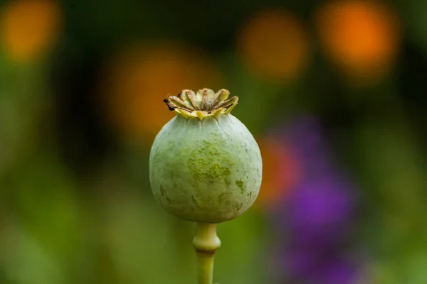 Mák virág. Magányos mák fej zöld mezőben — Stock Fotó