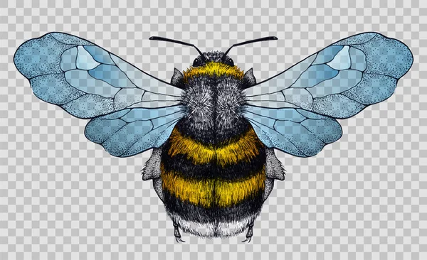 Honey bee tattoo.Ilustración sobre transparente — Archivo Imágenes Vectoriales