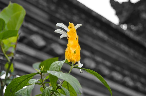 Κίτρινα φύλλα και άσπρο βλάστησης λουλούδι - τόνισε — Φωτογραφία Αρχείου