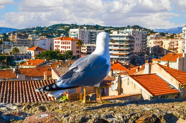 Kuş-göz görüş-Cannes, Fransa