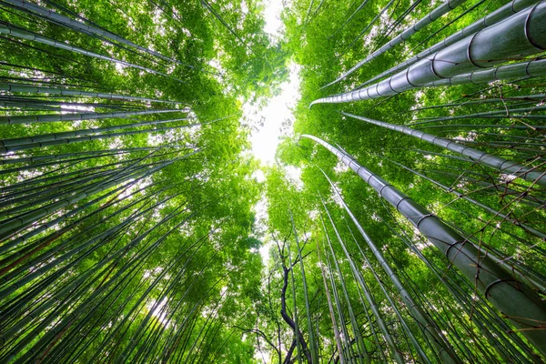 Camino al bosque de bambú, Arashiyama, Kyoto, Japa —  Fotos de Stock