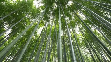Düşük açılı görünüş bambu ormanı, Arashiyama, Kyoto, Japonya 