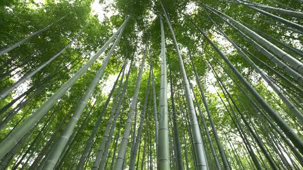 Nízký úhel pohledu z bambusových lesů, Arashiyama, Kjóto, Japonsko 