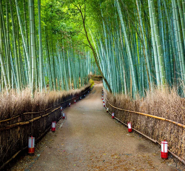 Ścieżka do bambusowy Las, Arashiyama, Kyoto, Japa — Zdjęcie stockowe