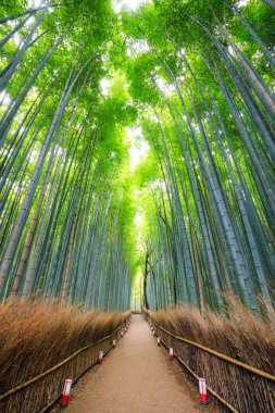 Bambu ormanı, Arashiyama, Kyoto, Japa yolu