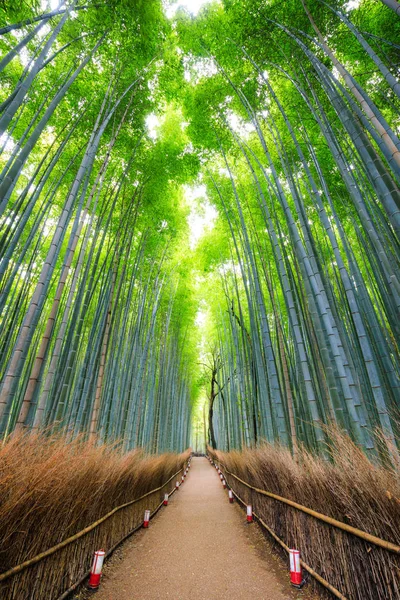 Drumul spre pădurea de bambus, Arashiyama, Kyoto, Japa — Fotografie, imagine de stoc
