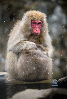 Kar maymun (Japon makak) bir snowstrom, Jigokudani maymun
