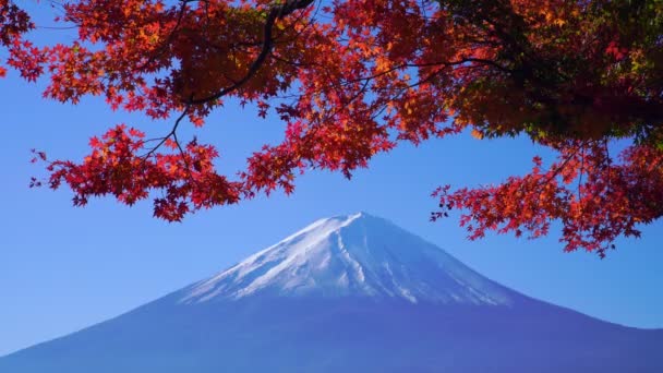 Berg Fuji Med Röd Lönn Höst Kawaguchiko Lake Japan — Stockvideo