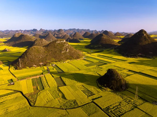 Желтое Рапсовое Рапсовое Цветочное Поле Весной Луопин Китай — стоковое фото