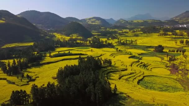 Aerial View Drone Flight Yellow Rapeseed Canola Flower Field Spring — Stock Video