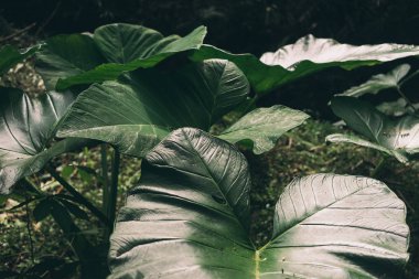 Tropikal yaprak doku, koyu yeşil yeşillik doğa arka plan. Orman bitki bulanık arka plan üzerinde bırakır. Doğal süs, yeşil soyut doku ve tasarımcılar için arka plan. Desen duvar kağıdı için.