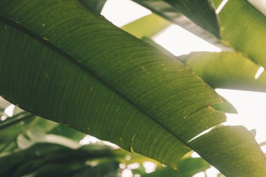 Tropikal yaprak doku, koyu yeşil yeşillik doğa arka plan. Orman bitki bulanık arka plan üzerinde bırakır. Doğal süs, yeşil soyut doku ve tasarımcılar için arka plan. Desen duvar kağıdı için.