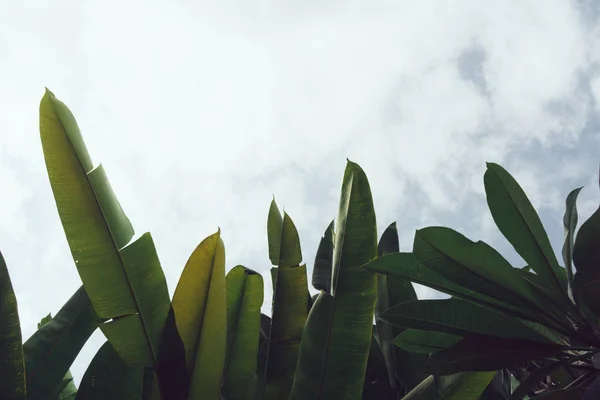 Patterns for wallpaper. Tropical leaf texture, dark green foliage nature background. Jungle plant leaves on a sky background. Natural ornament, green abstract texture and background for designers.