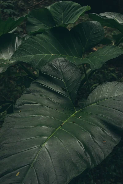 Textura Tropical Folha Fundo Verde Escuro Natureza Folhagem Folhas Plantas — Fotografia de Stock