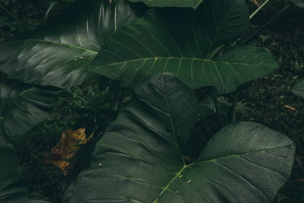 Textura Tropical Folha Fundo Verde Escuro Natureza Folhagem Folhas Plantas — Fotografia de Stock