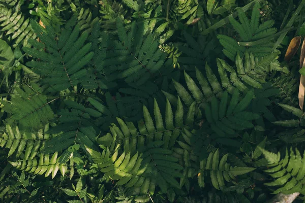 Textura Tropical Folha Fundo Verde Escuro Natureza Folhagem Folhas Plantas — Fotografia de Stock