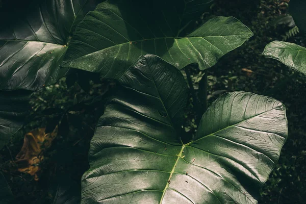 Textura Tropical Folha Fundo Verde Escuro Natureza Folhagem Folhas Plantas — Fotografia de Stock