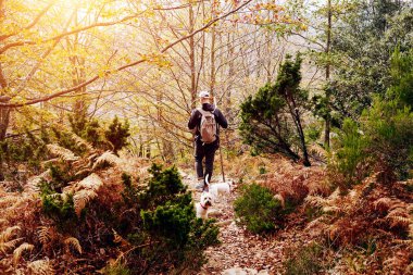 Sırt çantası ve köpekler bir adam dağın zirvesine tırmanıyor. Genç bir adam güneşli günde bir dağ orman kayalık alanda aracılığıyla yürüyor
