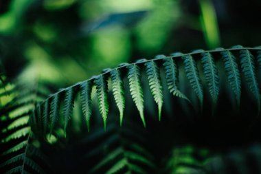 Yemyeşil yeşil fern yaprakların görünümü kapatın
