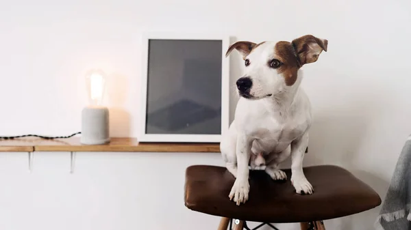 Anjing Duduk Bangku Bar Dengan Kursi Kulit Interior Putih Dengan — Stok Foto
