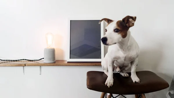 Dog Est Assis Sur Tabouret Bar Avec Siège Cuir Dans — Photo