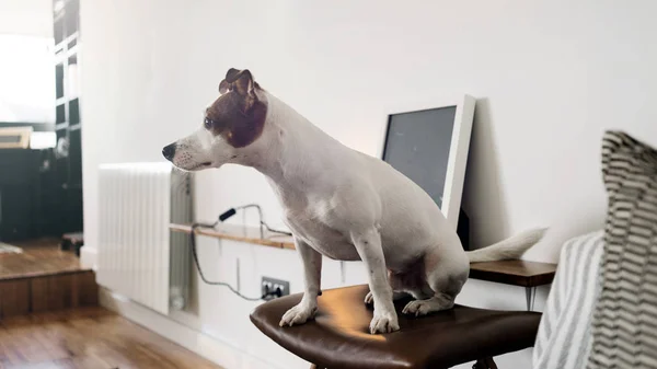 Anjing Duduk Bangku Bar Dengan Kursi Kulit Interior Putih Dengan — Stok Foto