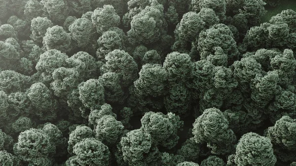 Bella Vista Panoramica Sulle Cime Della Foresta Verde Veduta Aerea — Foto Stock