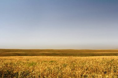 Güz açık mavi gökyüzü altında sarı alan.