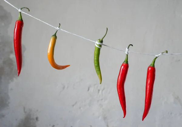 Chili paprika, egy kötélen — Stock Fotó