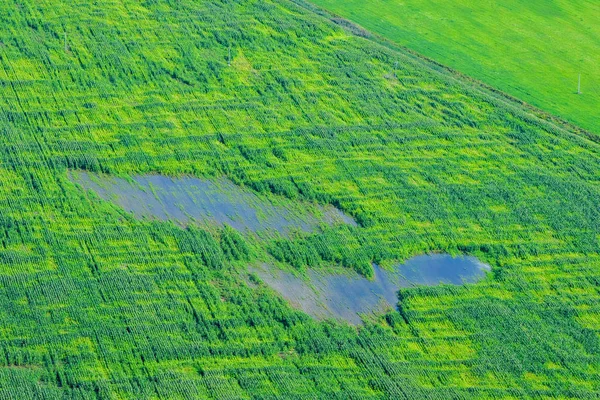 Field an aerial view — Stock Photo, Image