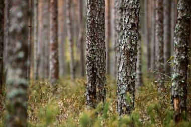 Kalın Orman ağaçları doğa