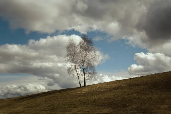 Einsame Birke in der Feldwirtschaft — Stockfoto