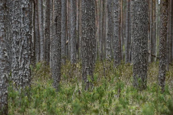 Forêt épaisse arbres nature — Photo