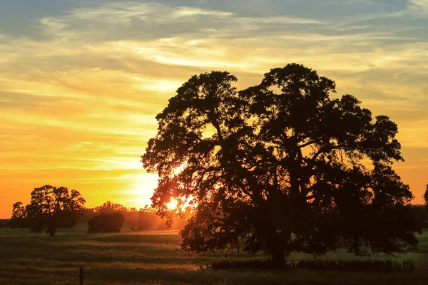 Träd och naturen solnedgång landskap morgon — Stockfoto