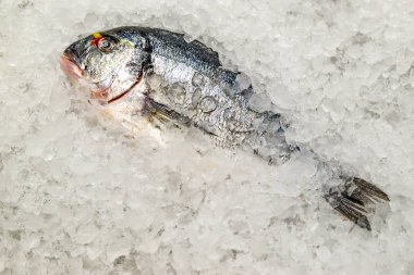 Bir vitrin içinde donmuş balık