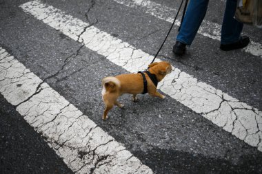 New york köpek yol haçlar 