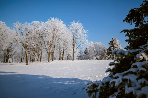 Winter forest nature season