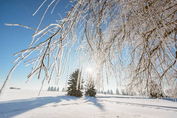 Inverno Floresta Natureza Paisagem — Fotografia de Stock