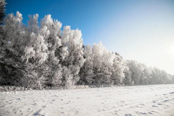 Zimní Lesní Příroda Krajina — Stock fotografie