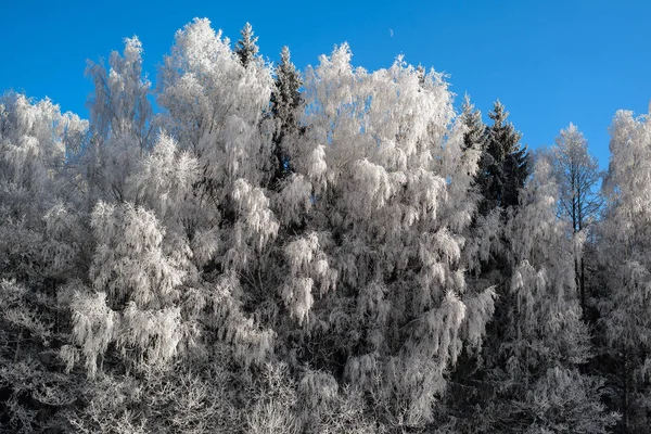 Inverno Floresta Natureza Paisagem — Fotografia de Stock