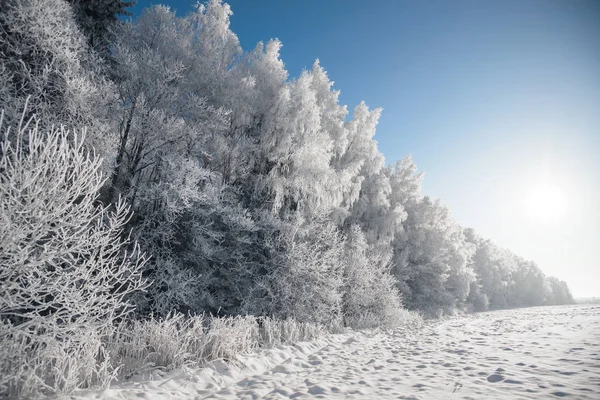 冬季森林自然景观 — 图库照片