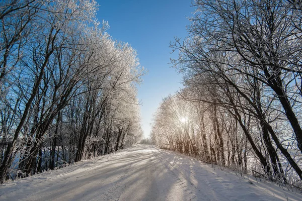 Winter Forest Nature Landscape — Stock Photo, Image