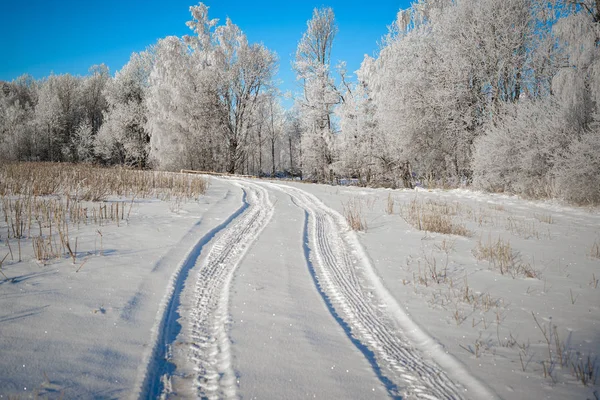 Inverno Floresta Natureza Paisagem — Fotografia de Stock