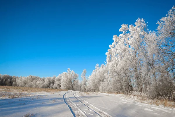 Pădurea Iarnă Peisaj Natural — Fotografie, imagine de stoc