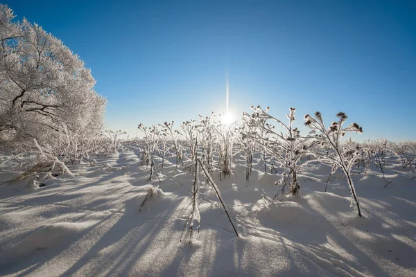 Inverno Floresta Natureza Tempo — Fotografia de Stock