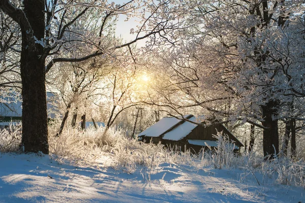 Inverno Floresta Natureza Tempo — Fotografia de Stock