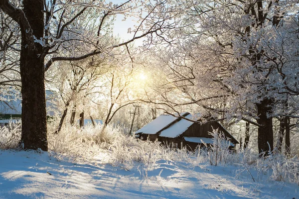 Inverno Floresta Natureza Tempo — Fotografia de Stock