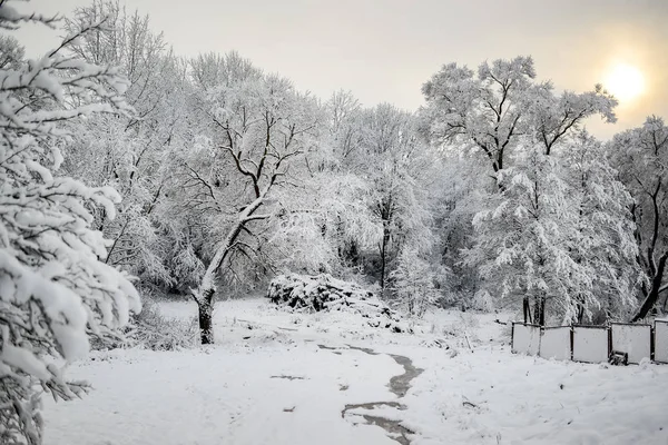 Panorama Floresta Nevada Floresta Inverno Cartaz — Fotografia de Stock