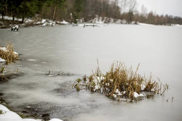 Зимнее Озеро Дикая Природа Болоте Экология Дикая Зима — стоковое фото